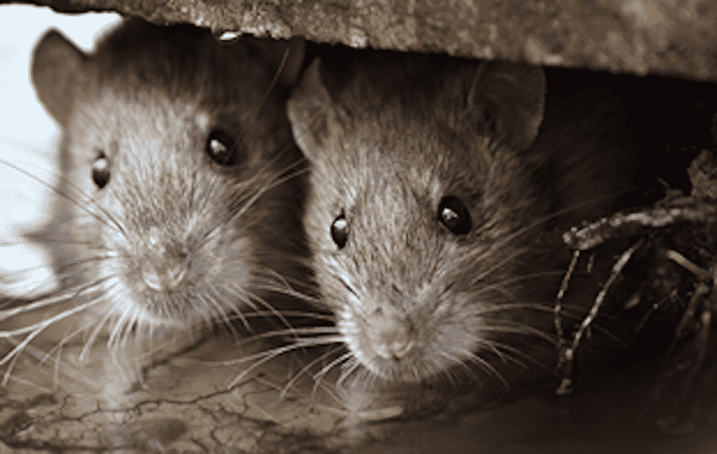 Why Rats Aren’t as Cute as They Look!