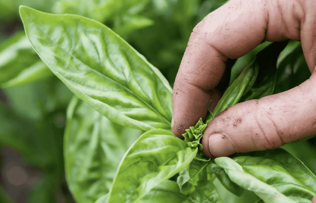 The Many Different Ways In Which You Can Use Herbs For Health
