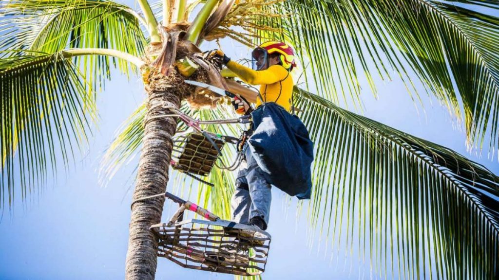 Tree Trimming in Hawaii