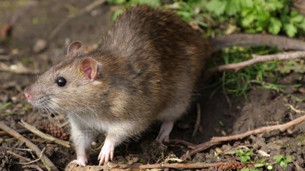 How To Get Rid Of Rats