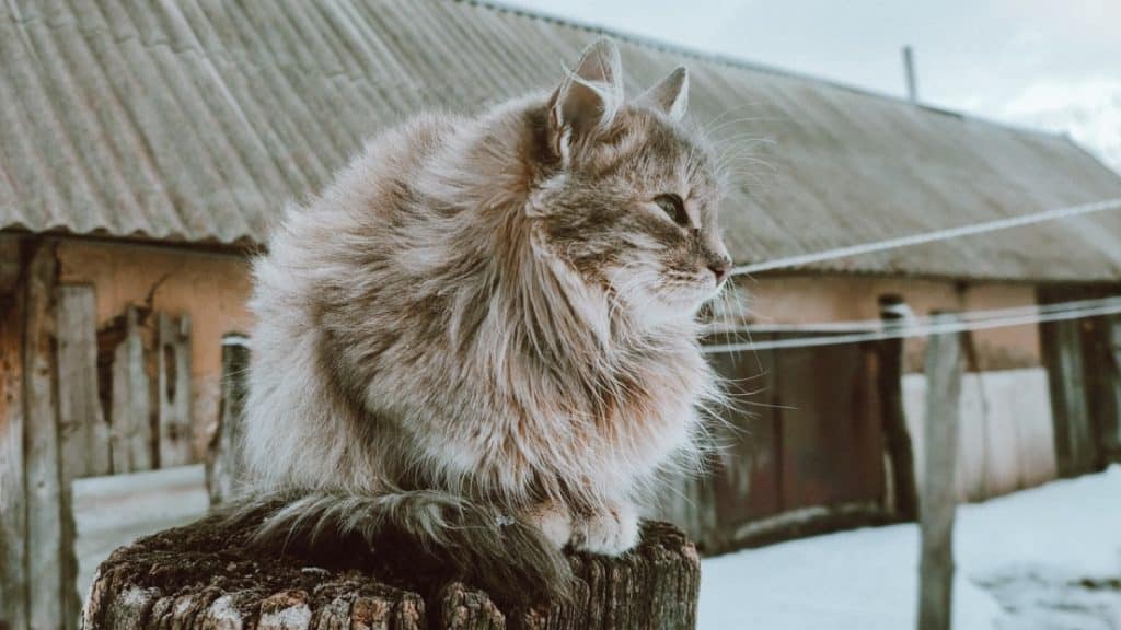 8 Reasons Why People Love To Buy Siberian Cats