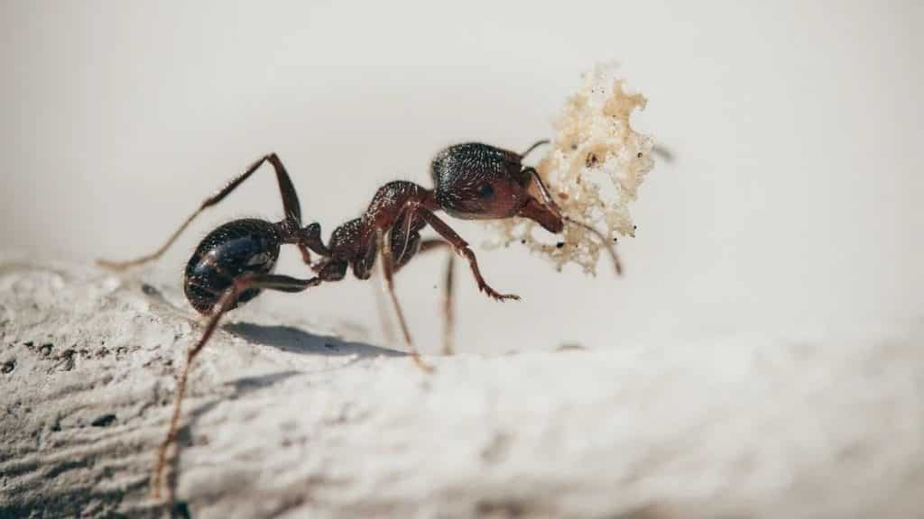 How can Ants be a Menace for your House?