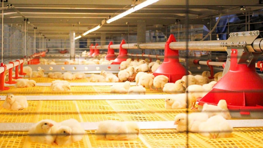 How LED Lighting Is Revolutionizing The Poultry Industry
