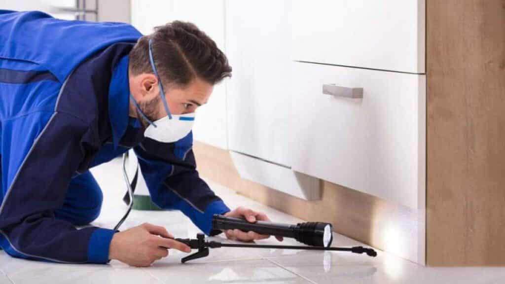 How to Hire the Best Squirrel Removal Company Online