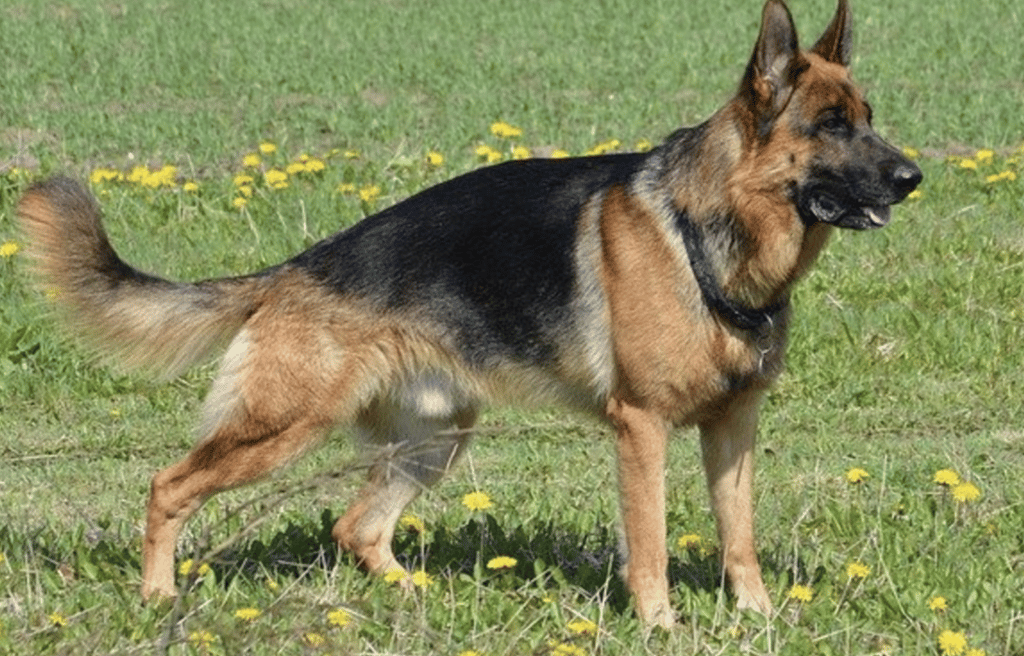Is it hard to breed a German Shepherd?