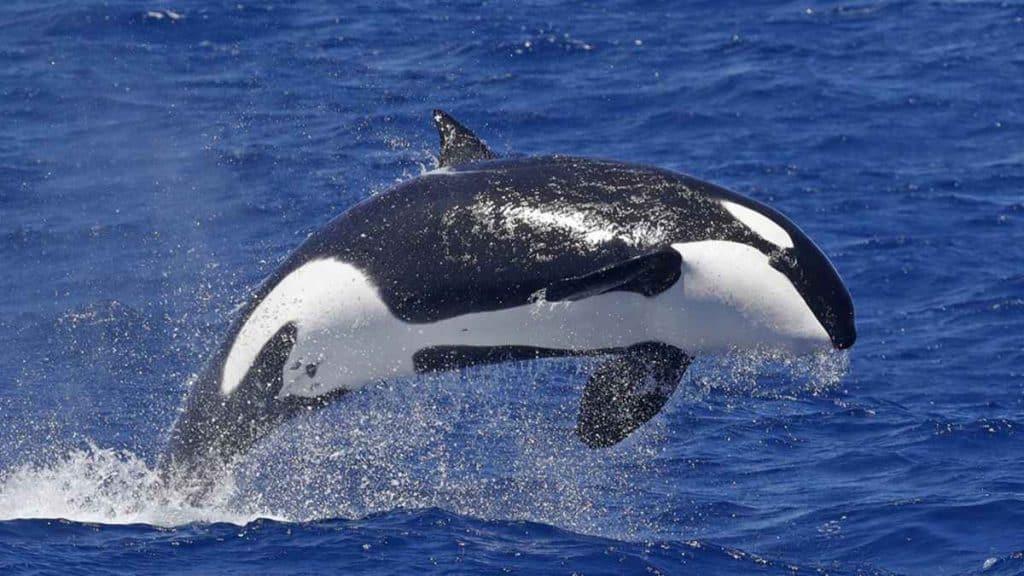Whale Watching Bremer Bay Facts About Each Whale Species