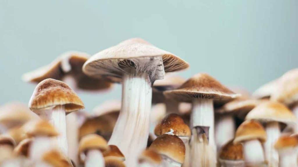 4 Tips to Ensure You Get High-Quality Mushroom Spores Online
