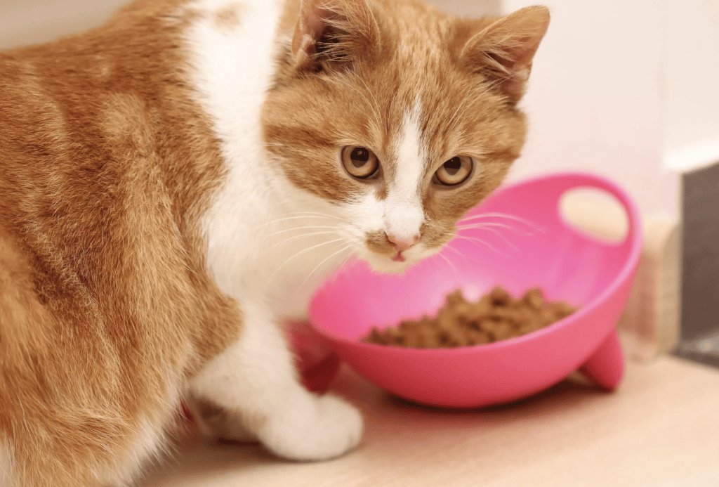 5 Cat Foods For Cats With Sensitive Stomachs