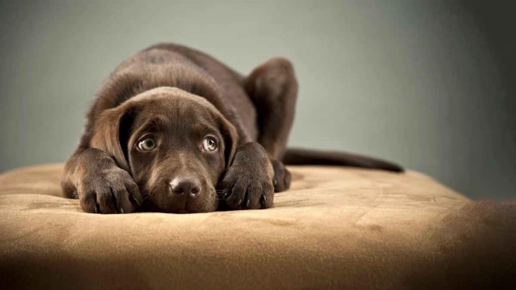 5 Reasons Why Your Dog Is Anxious