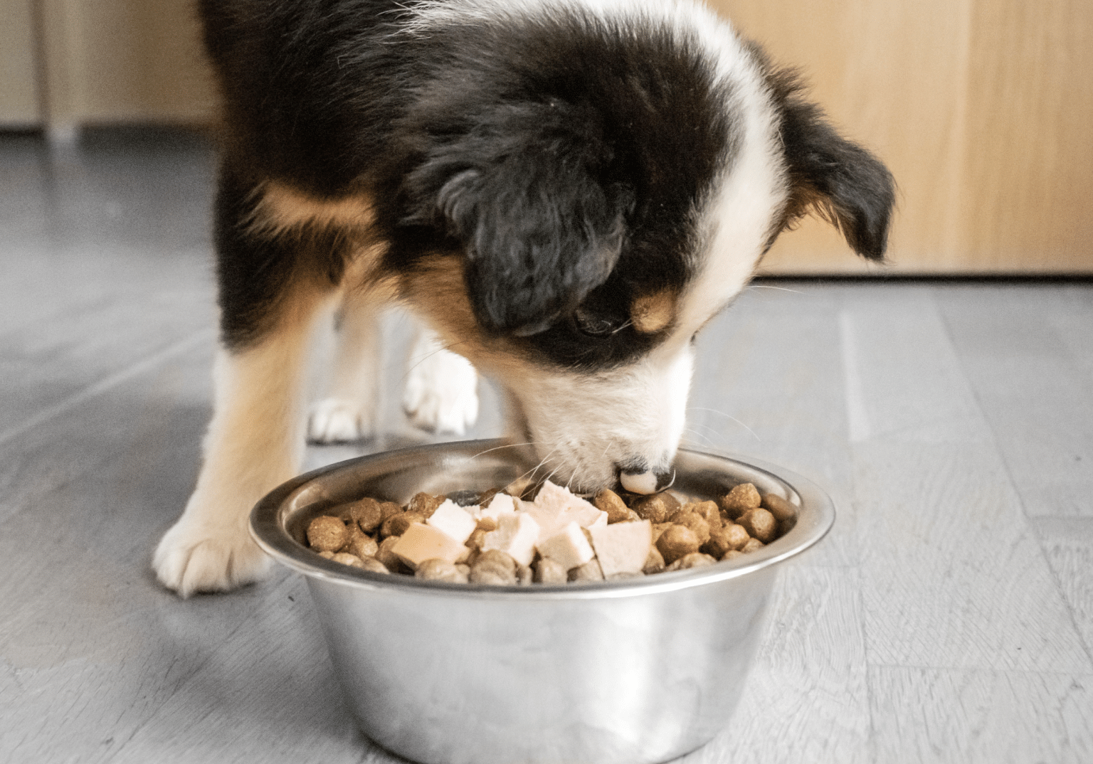 A Balanced Diet The Best Ingredients for Healthy Dog Food