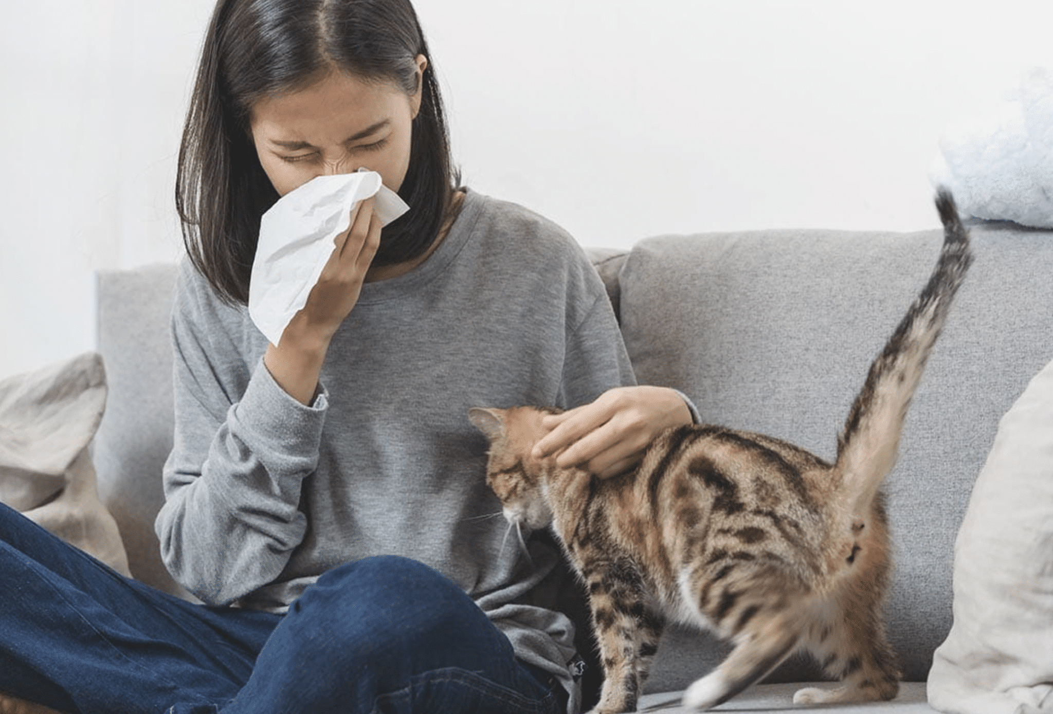 When Cats Sneeze A Guide to Understanding and Managing Cat Allergies