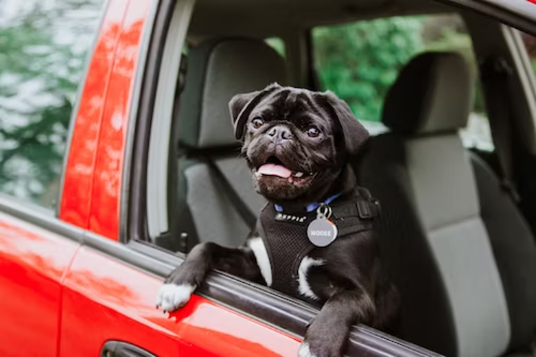 7 Top Tips to Keep in Mind When Travelling with Your Pet