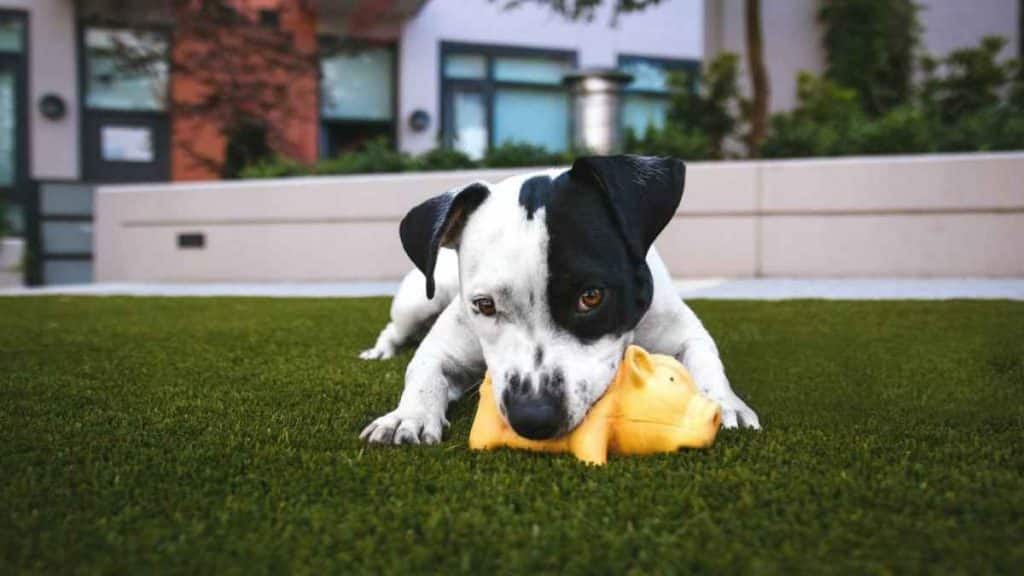 Discover the Benefits of Artificial Grass in New Zealand A Comprehensive Guide for Kiwis