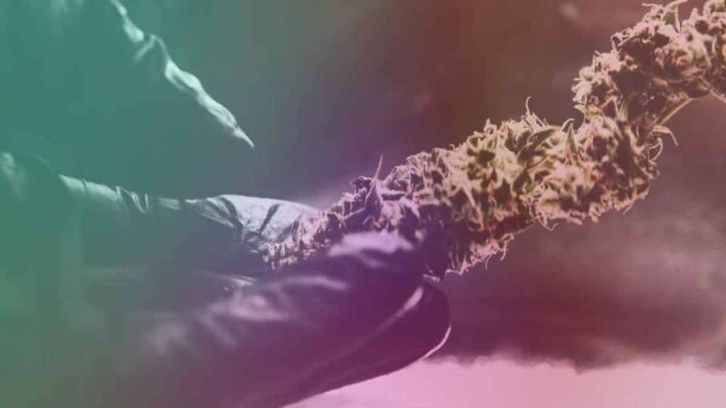 Health Benefits of Cherry Punch Strain