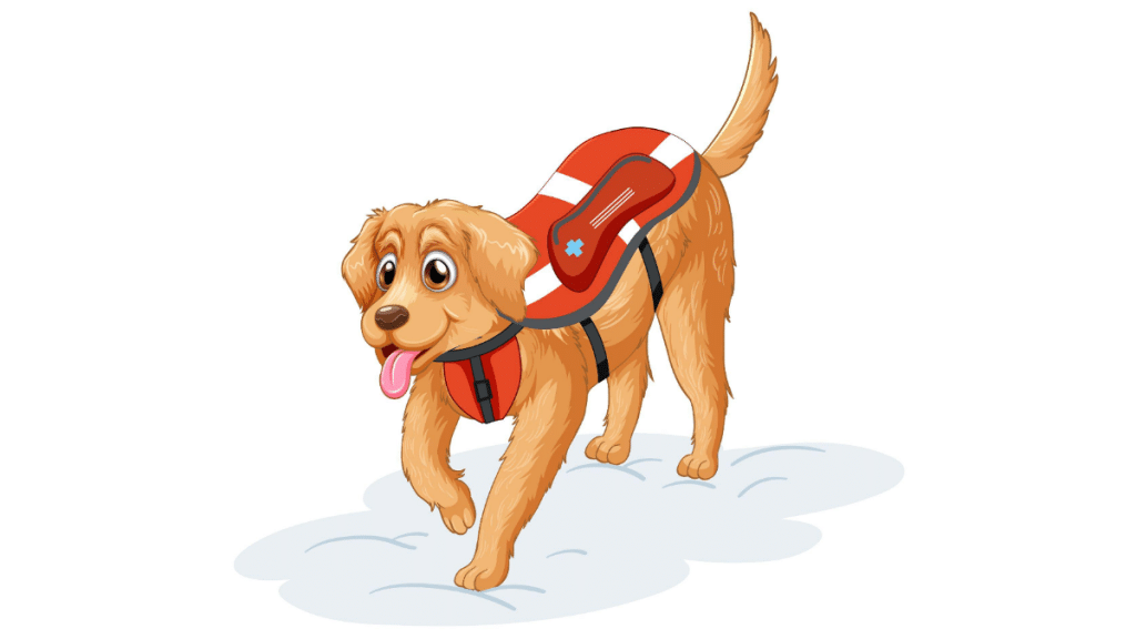 Summer Adventures with Your Pooch The Lowdown on Dog Life Jackets