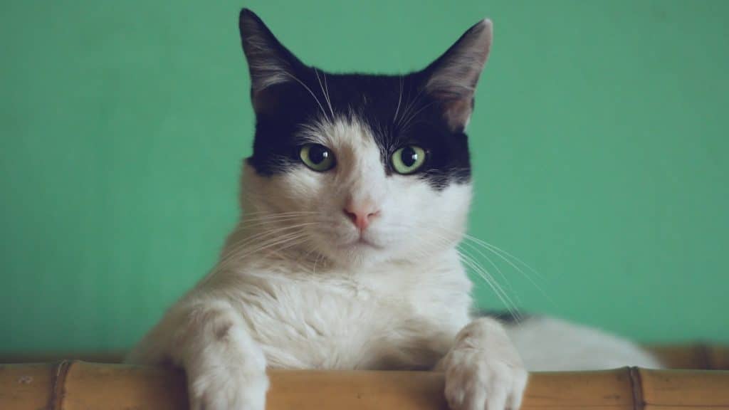 Top 10 Tips to Make Travel With Your Cat Easier