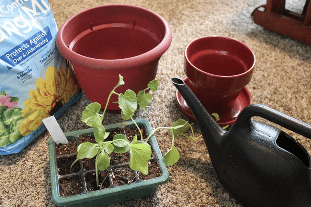 Growing Cantaloupe Indoor From Seeds With LED Grow Light