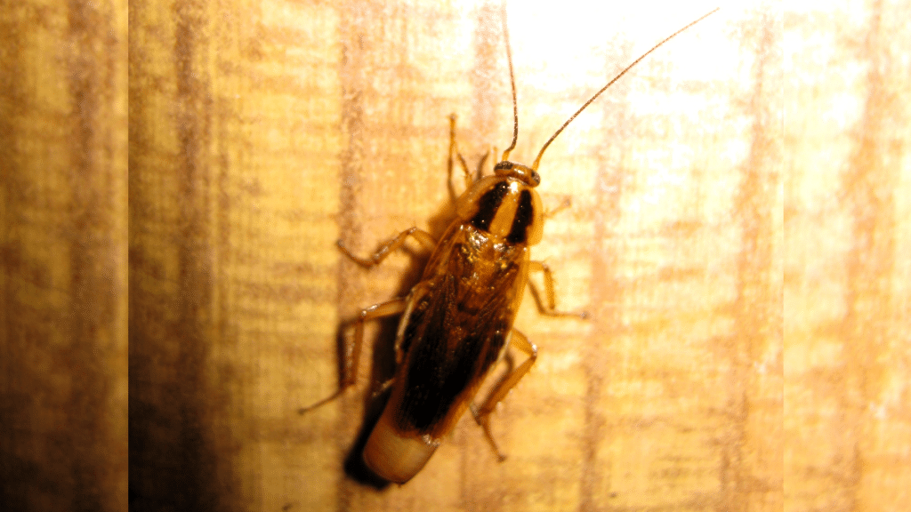 German Cockroaches - Why They Reign as the Most Common Cockroach in the World