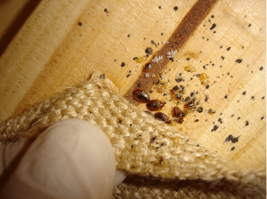 Unveiling the Secret Life of Bed Bugs: An Educational Exploration
