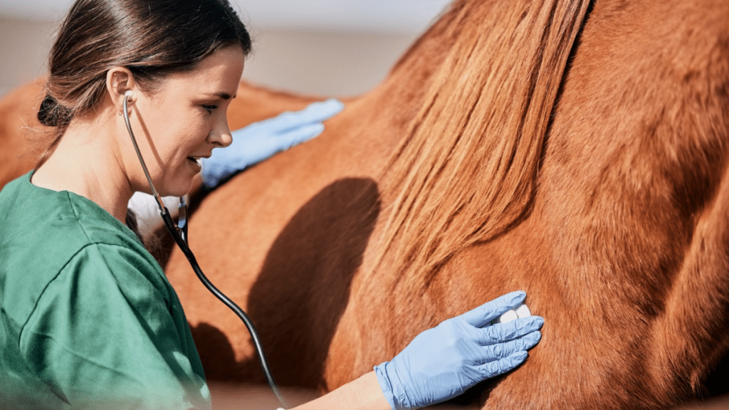 Essential Tips For Maintaining Your Horse's Health