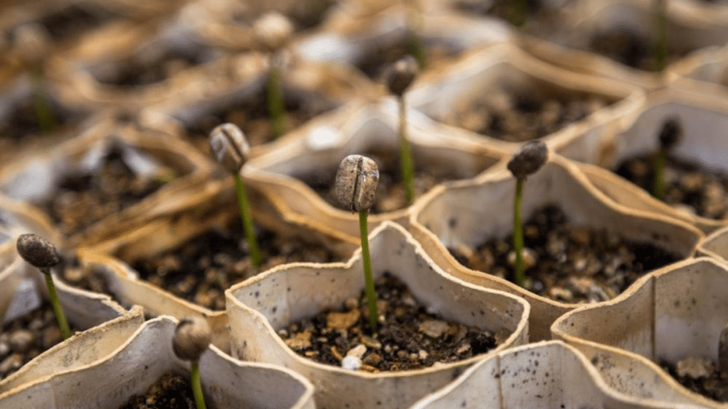 The Best Buyer's Guide for Seed Starting Heating Mat with Thermostat