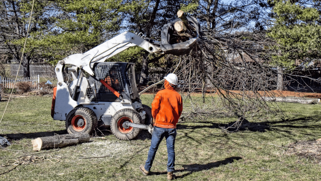 Getting Quotes for Tree Removal in Sydney What to Ask
