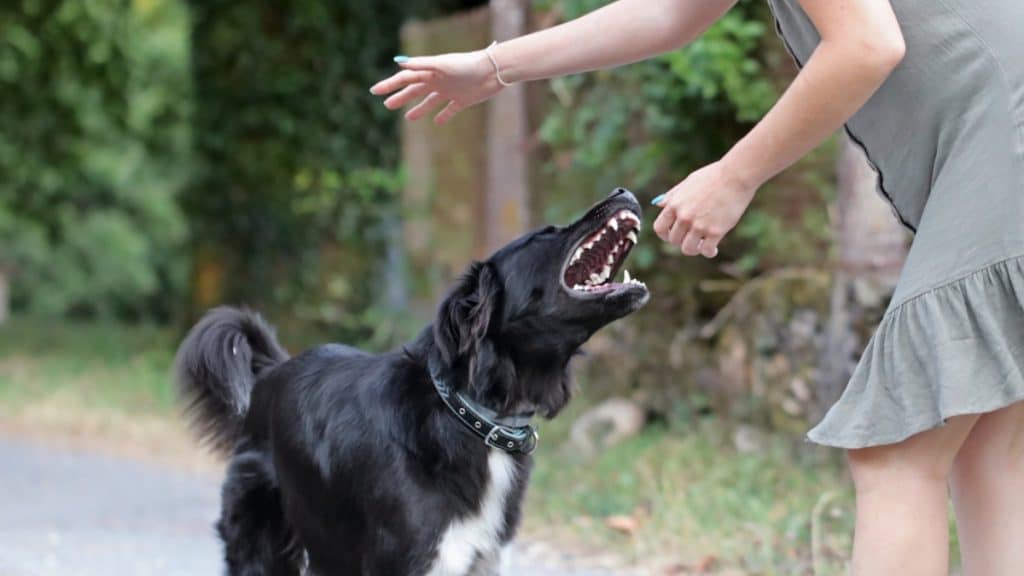 Dog Bite Injury Lawyer Your Neighbor's Dog Bit You, Now What?