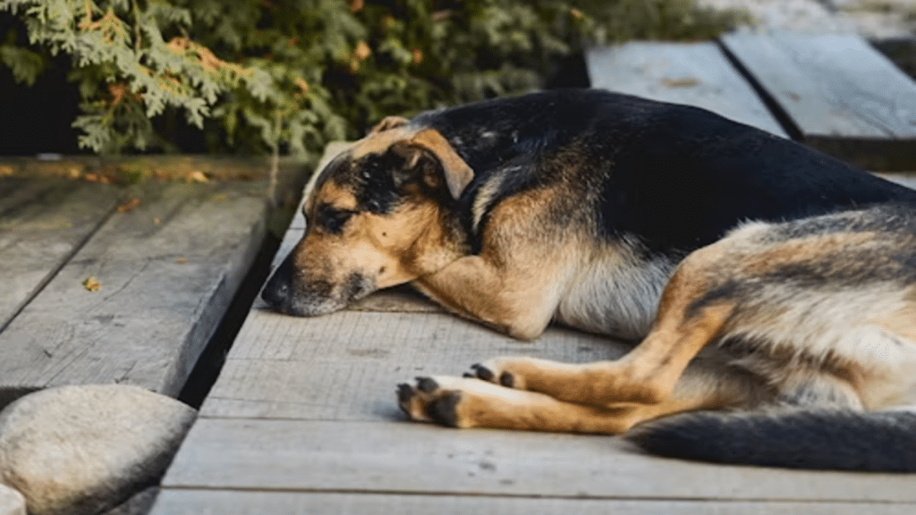 Why Homeowners Prefer Composite Decking Over Traditional Timber