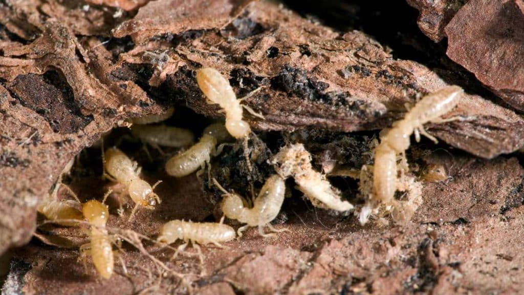 Why Yard Maintenance Is Essential in Termite Prevention