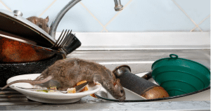 Establishing Effective Pest Management