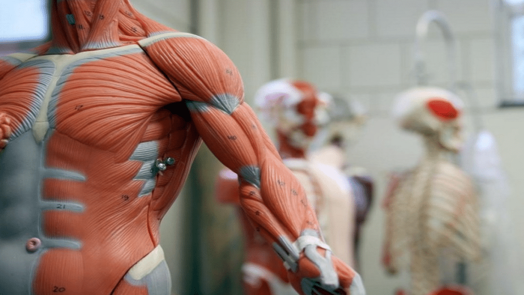 The Basics of the Muscular System Structure and Function