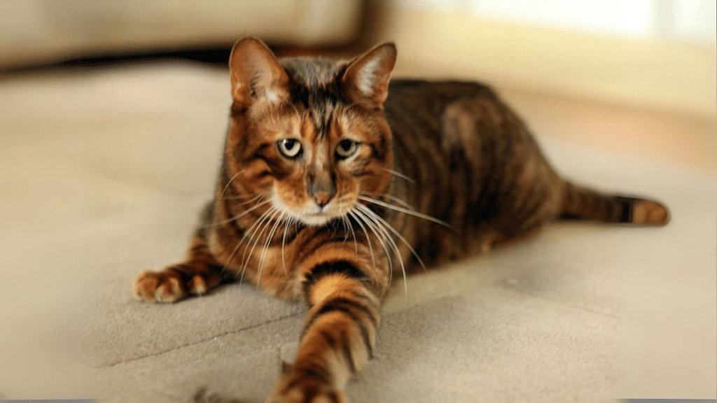 Toyger Kitten The Exotic House Tiger You Can Own