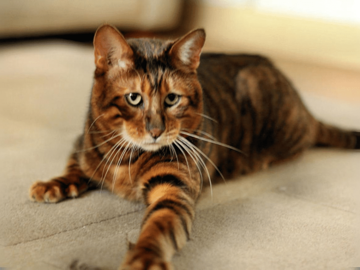 Cat Cost Toyger Cats For Sale Near Me Stripes Toygers Toyger
