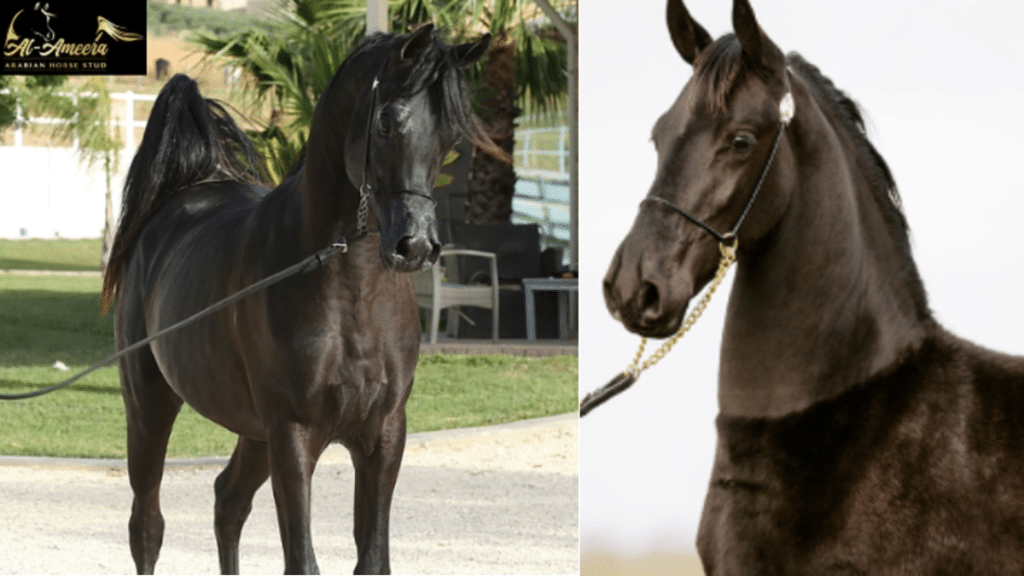 Arabian Horses A Timeless Symbol of Grace and Power