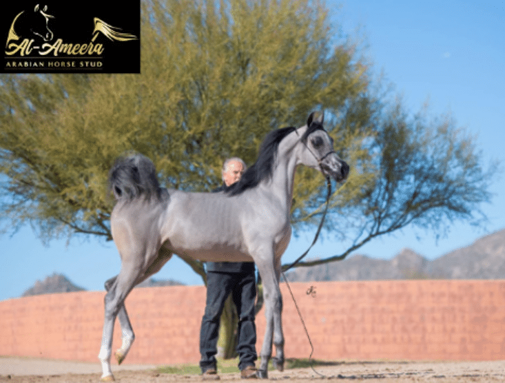 How to Care for an Arabian Horse Tips for New Owners