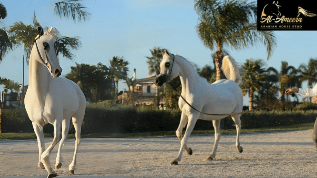 The Elegance and Majesty of Arabian Horses