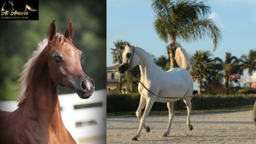 The Enchanting World of Arabian Horses