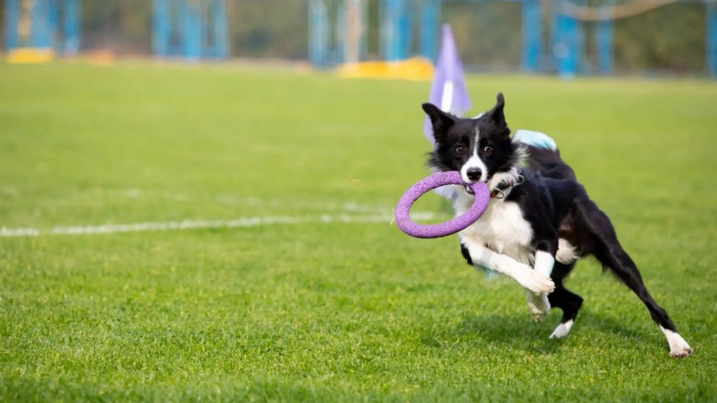 Easy Games to Play with Your Pet Dog on a Park