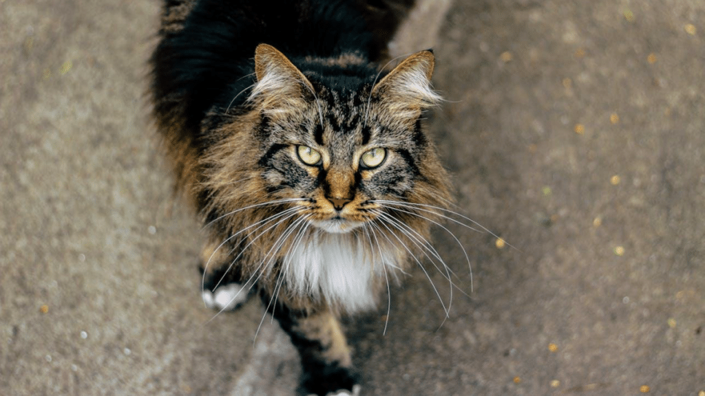 Should You Get a Male or Female Maine Coon?