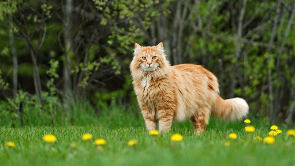 The 7 Largest Cat Breeds