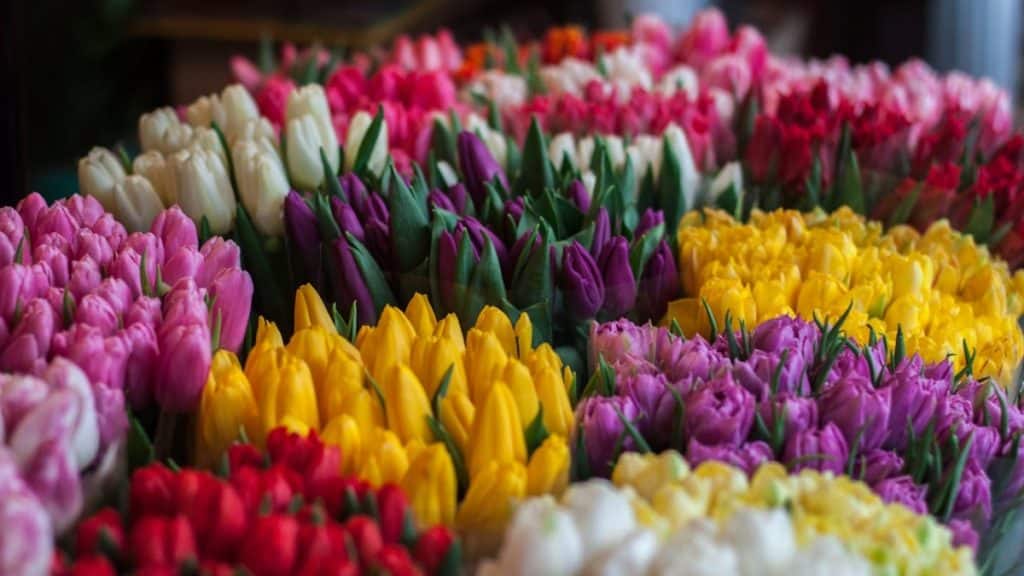 The Language of Flowers What Each Bouquet Says About Your Feelings