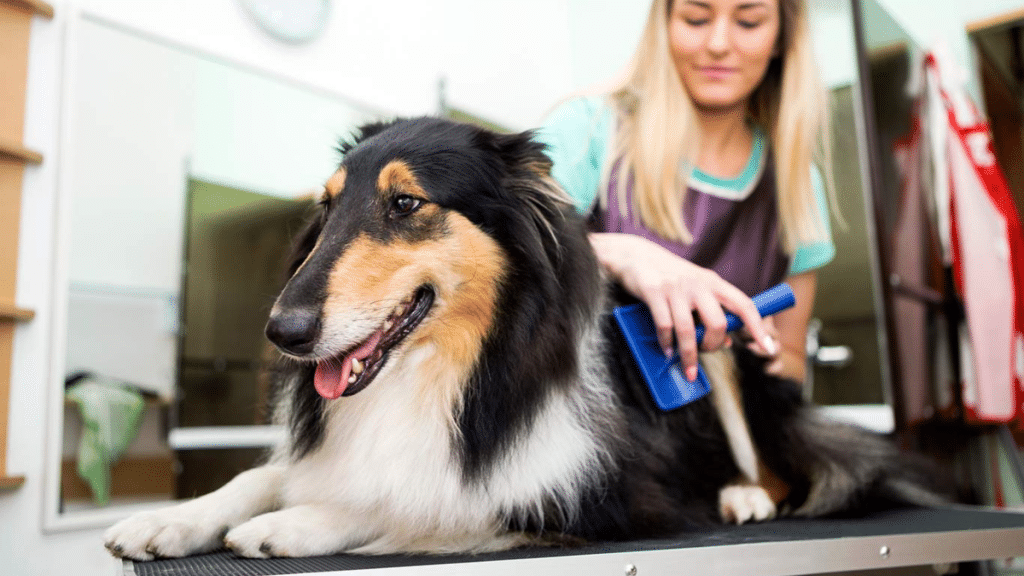 Pet Business Insurance Safeguarding Your Services and Reputation