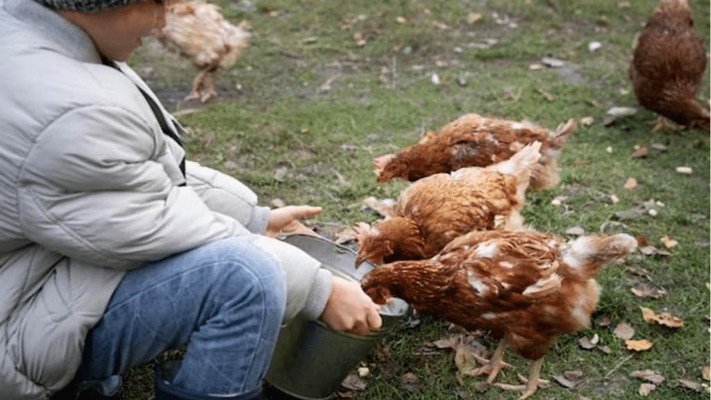 Laying Hen Feed 101 What to Feed & Do’s and Don’ts