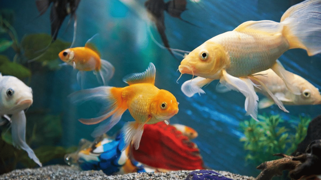 Fish Care Tips for Indoor Condo Aquariums