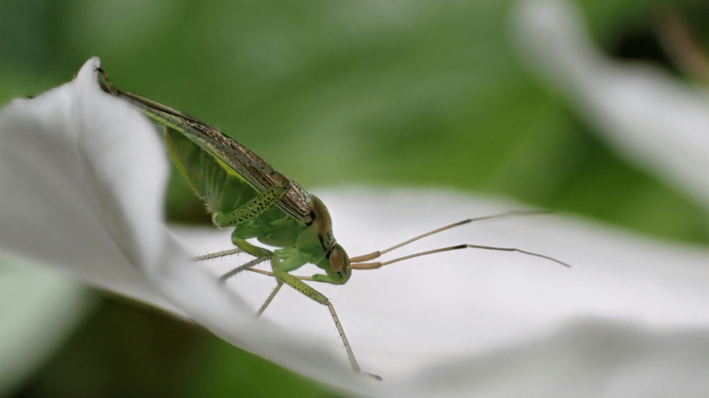 The Top 5 Insects for Natural Pest Control (and When to Use Them)