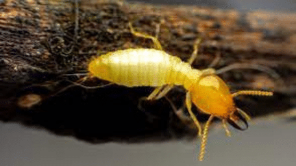 Who Should Consider Monthly Pest Control Services in Anaheim