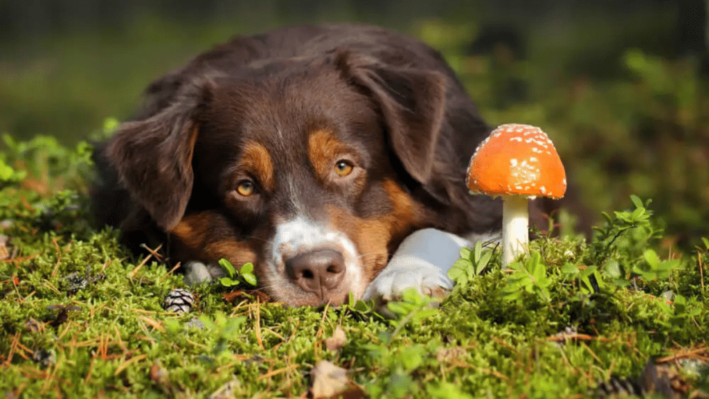 Why Chaga Mushroom is a Powerful Antioxidant for Your Dog