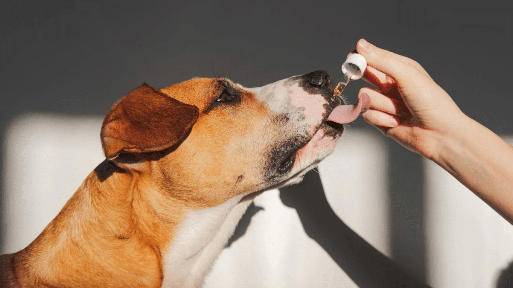 Essential Safety Tips for Giving Dogs CBD Supplements