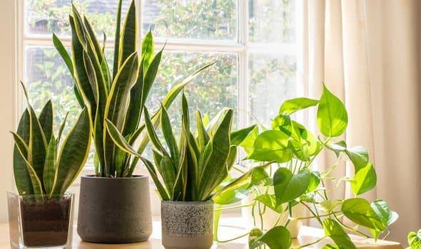 A group of potted plants in front of a windowAI-generated content may be incorrect.