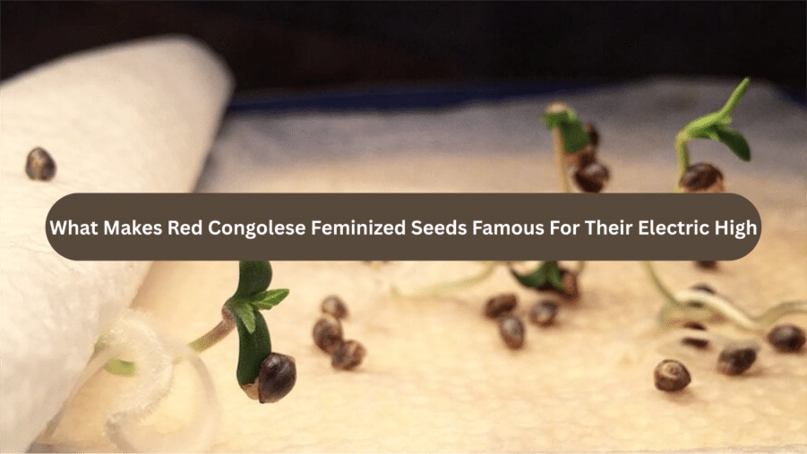 Image 1 of What Makes Red Congolese Feminized Seeds Famous For Their Electric High